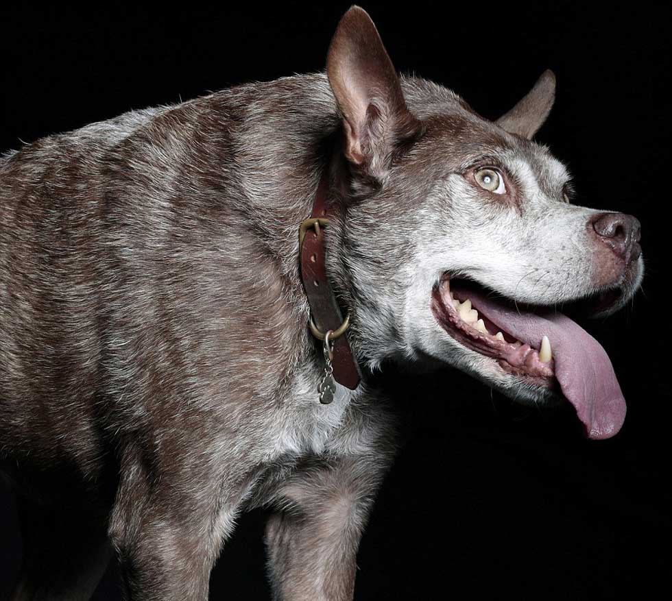 Entre los 13 perros se encuentra Quasimodo, el ganó el título al "perro más feo del mundo" 2015.