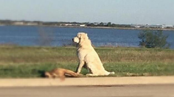 La lealtad de un perro que esperó 6 horas junto al cadáver de una perra atropellada