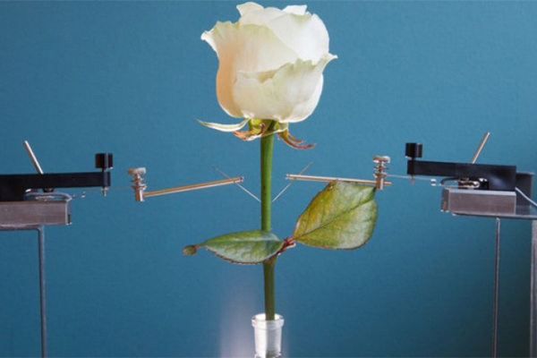 Desarrollan las primeras flores electrónicas del mundo