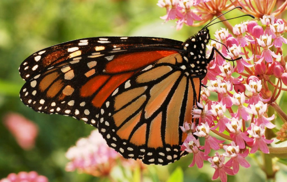 Salvarán a la mariposa monarca por medio de la fermentación orgánica