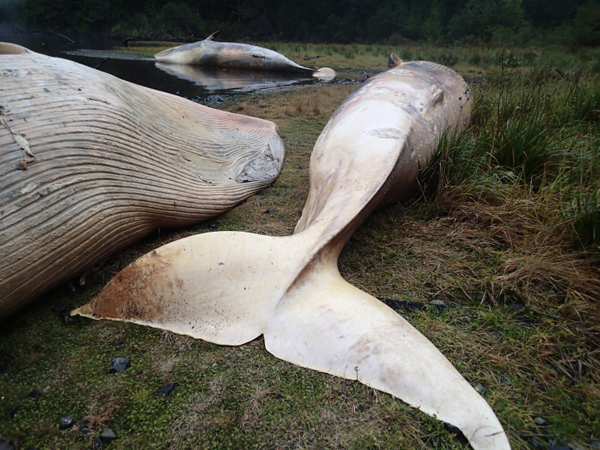 Investigan la muerte de 300 ballenas en el sur de Chile