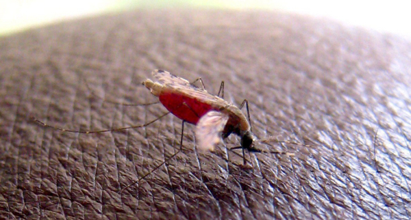 Crean mosquitos transgénicos para luchar contra la malaria