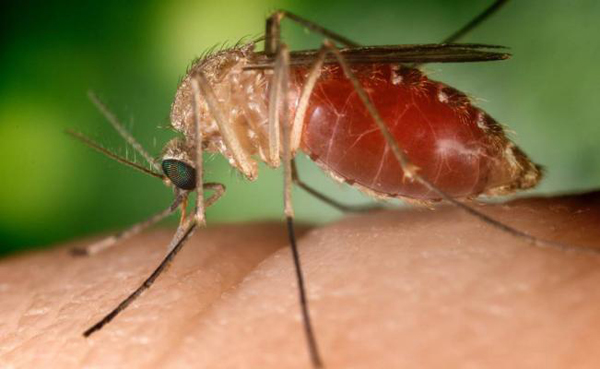 Modifican genéticamente a mosquitos para luchar contra la malaria