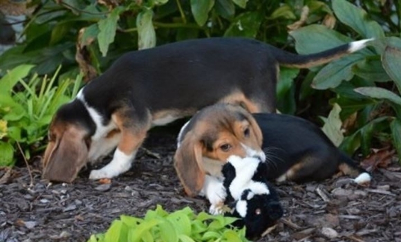 Nace la primera camada de perros por fecundación 'in vitro'