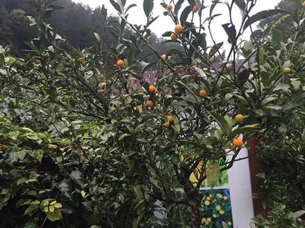 Periodistas extranjeros visitan el centro de frutas silvestres Gentleman Valley de Chongyi