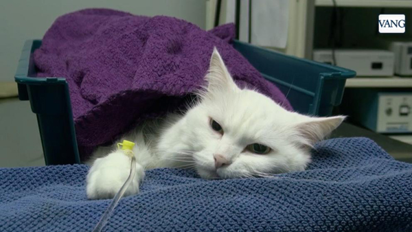 Se populariza la quimioterapia para tratar el cáncer en perros y gatos