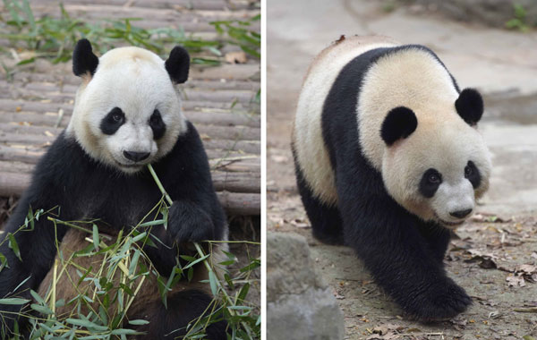 Dos pandas gigantes que el gobierno central regaló a la región administrativa especial de Macao en abril. [Foto/Xinhua]