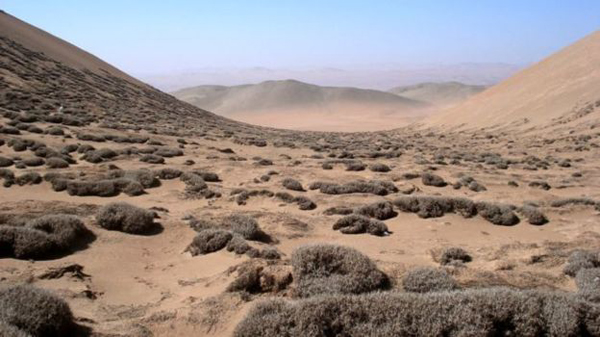 Estudian una rara especie que se alimenta de neblina en el desierto de Chile