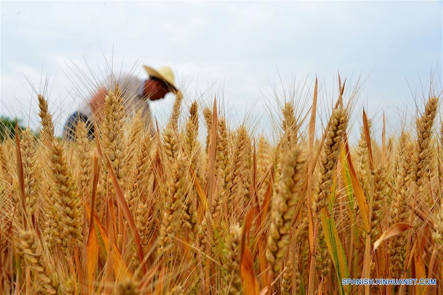 China promoverá reformas agrícolas orientadas a oferta