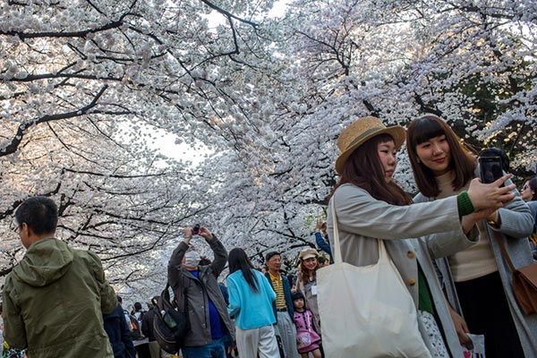 Visitantes chinos toman fotografías de los cerezos en flor en el parque Ueno, Tokio, Japón. (Foto: Archivo)