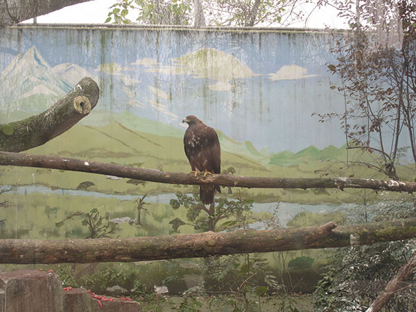 Nuevos decorados atraen más visitantes al zoológico de Chengdu