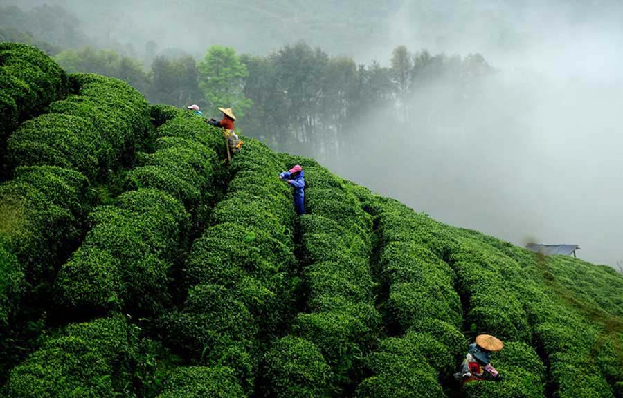 Una plantación de té en Zhaoping, ciudad Hezhou, región autónoma de Guangxi Zhuang. 