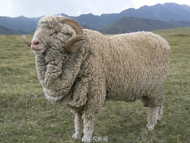 Fácil parrilla Significado China logra una nueva raza de oveja de lana fina