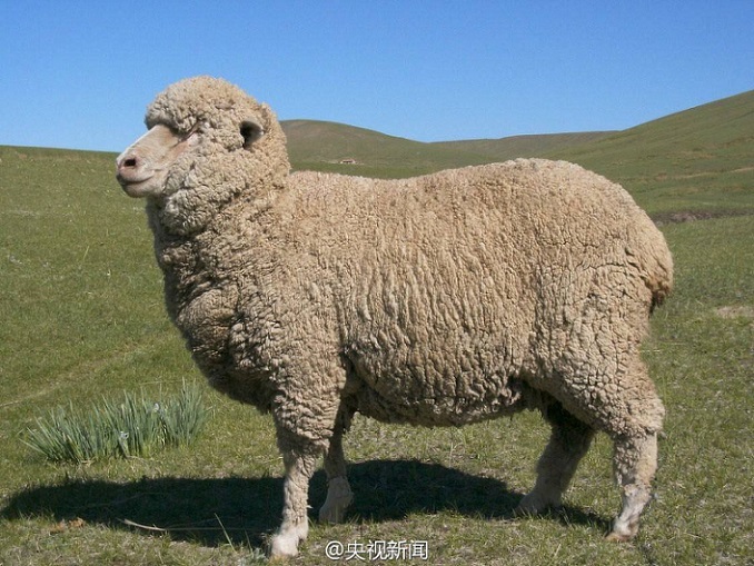 China logra una nueva raza de oveja de lana fina