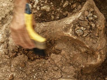 Encuentran en Uruguay un fósil del mítico gliptodonte