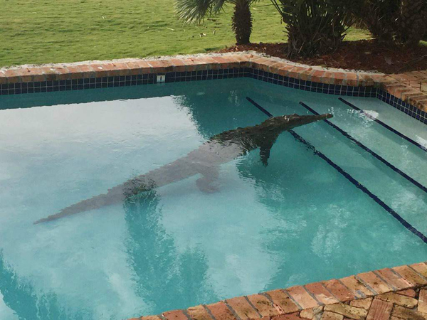 Encuentran un cocodrilo nadando en una piscina de Miami