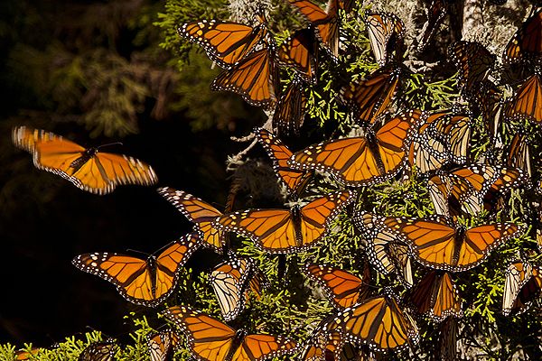 Preservarán el hábitat de la Mariposa Monarca