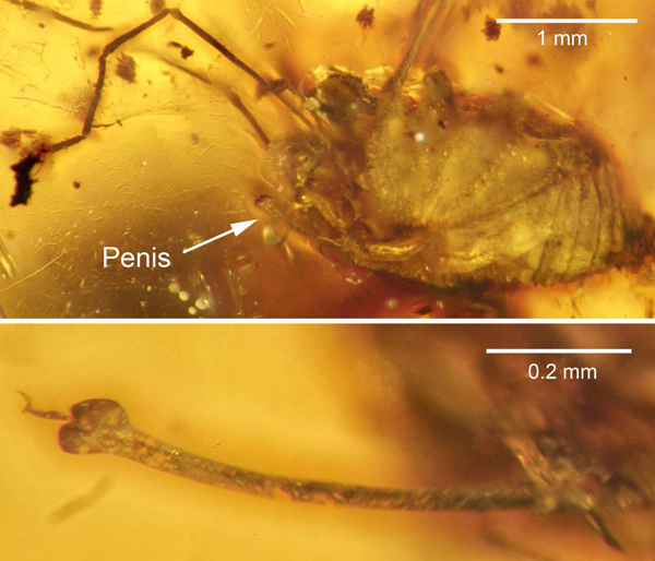 Descubren erección en araña fosilizada hace 99 millones de años