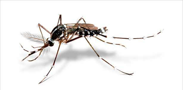 Insectos modificados para detener el zika, según la OMS