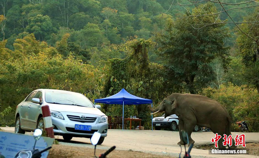 Elefante despechado vuelve a destrozar varios coches en Yunnan