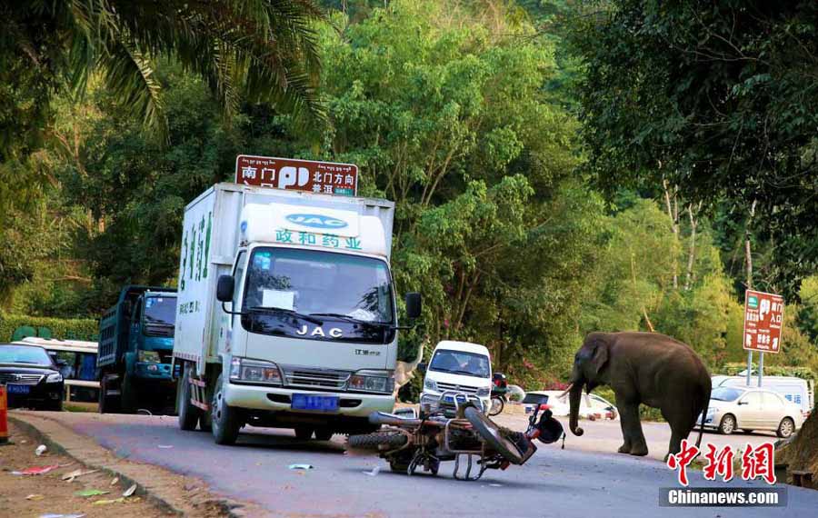 Elefante despechado vuelve a destrozar varios coches en Yunnan