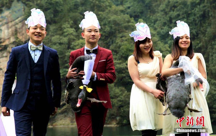 Dos cisnes negros se casan en Hunan