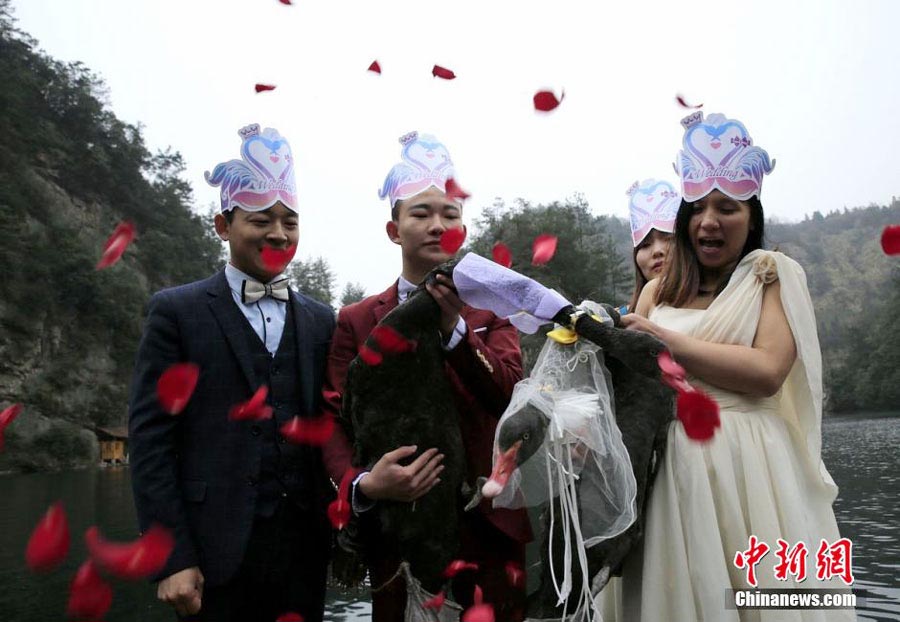 Dos cisnes negros se casan en Hunan