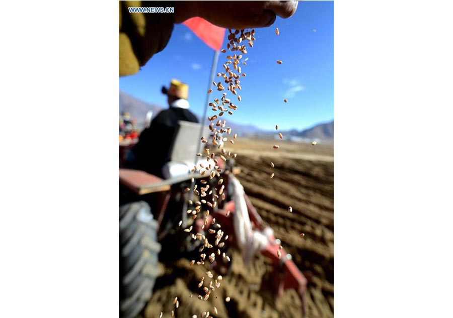 Agricultores celebran arado tradicional de primavera en el Tíbet