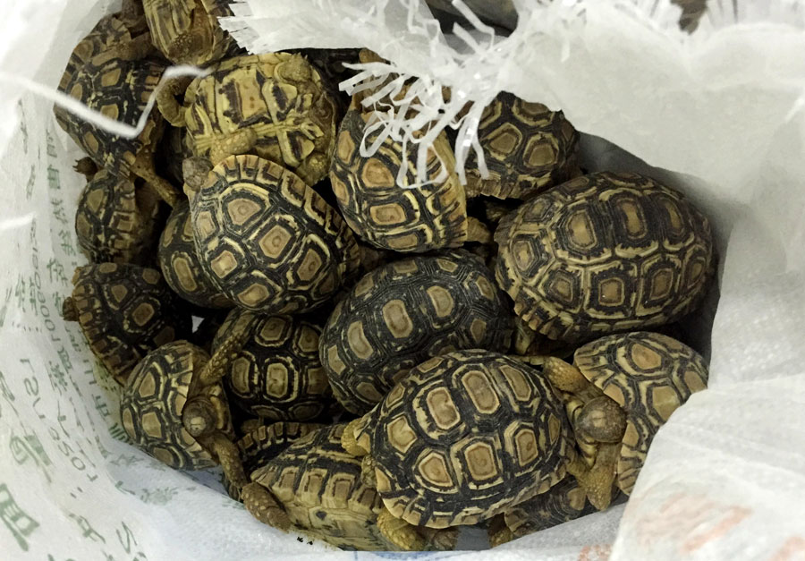 Las tortugas tienen manchas doradas cuadradas o elípticas en las conchas.(Foto proporcionado a chinadaily.com.cn)