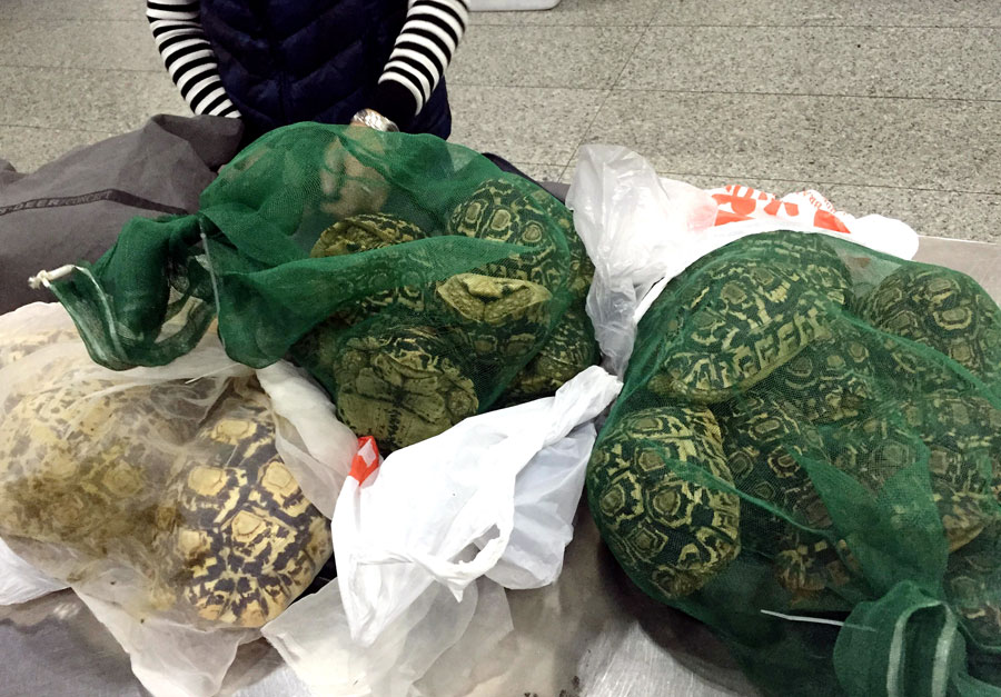 Las tortugas en tres bolsas grandes. (Foto proporcionado a chinadaily.com.cn)