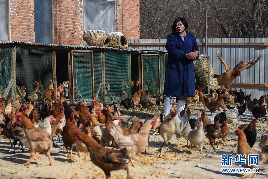 Bu alimenta a los pollos en la granja, el 23 de febrero de 2016. [Foto/Xinhua]