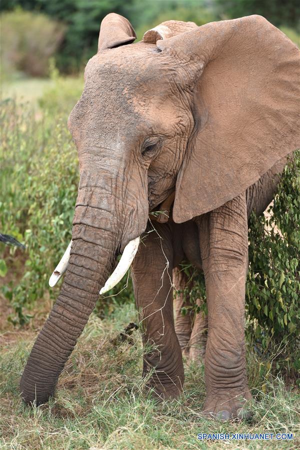 Foto tomada el 1 de marzo 2016 muestra un elefante con un dispositivo de seguimiento instalado por Save the Elephants en la Reserva Nacional de Samburu en Kenia.(Xinhua/Sun Ruibo)