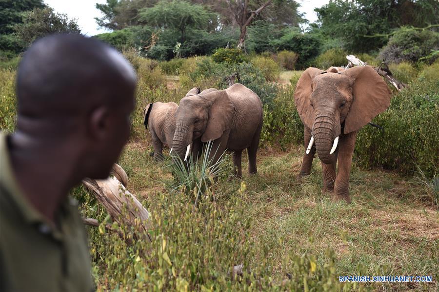 David del grupo de Save the Elephants observa elefantes en la Reserva Nacional de Samburu, Kenia, 1 de marzo de 2016.(Xinhua/Sun Ruibo)