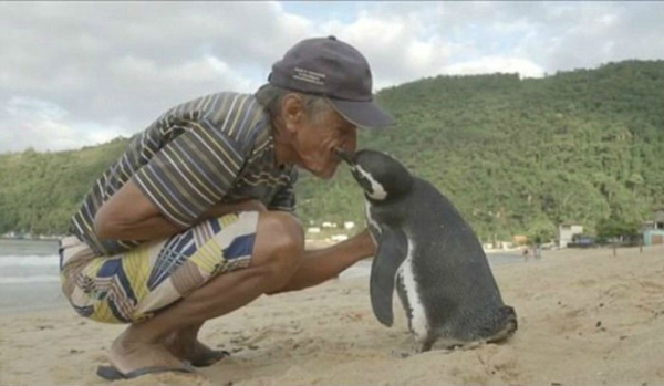 El pingüino que viaja miles de kilómetrospara visitar al hombre que lo salvó
