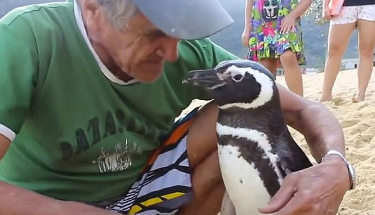 Pingüino nada 8.000 km cada año para visitar a su salvador brasileño