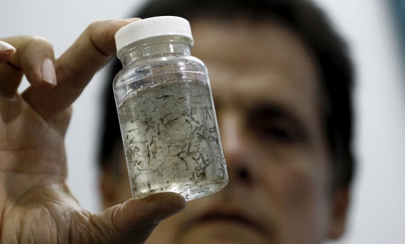 El zika podría causar una infección cerebral en el adulto