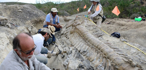 Hallan restos de un dinosaurio y un mamut durante construcción de un gasoducto en México