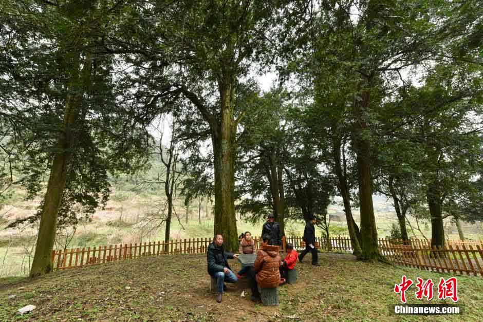 Encuentran en Hunan un gran número de Taxus chinensis, el más antiguo de 900 años de edad