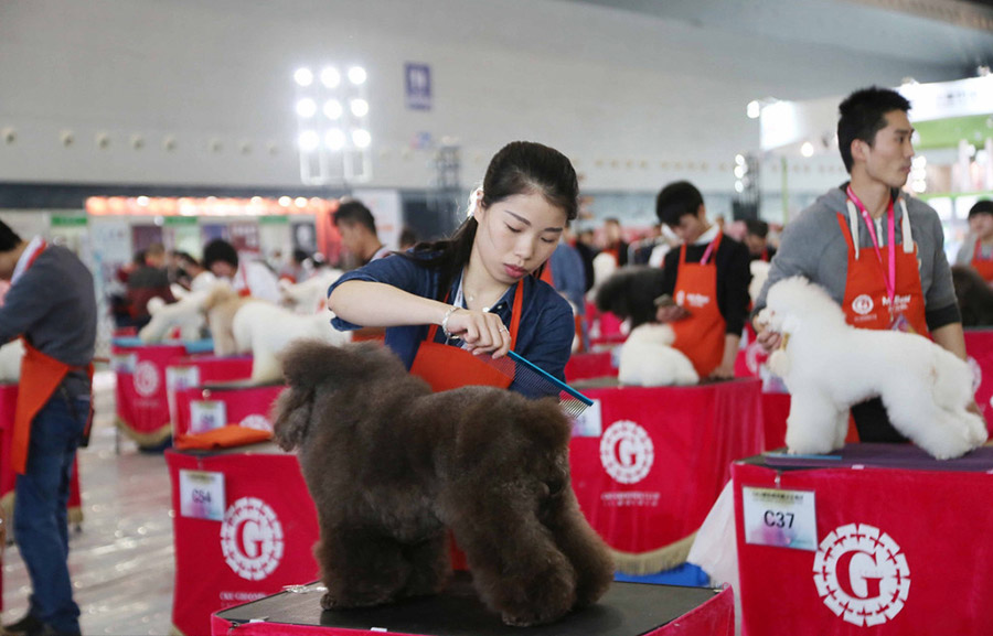 Pruebas clasificatorias de peinado de mascotas durante la Feria Internacional de Mascotas 2016 en Shanghai, el 17 de marzo.