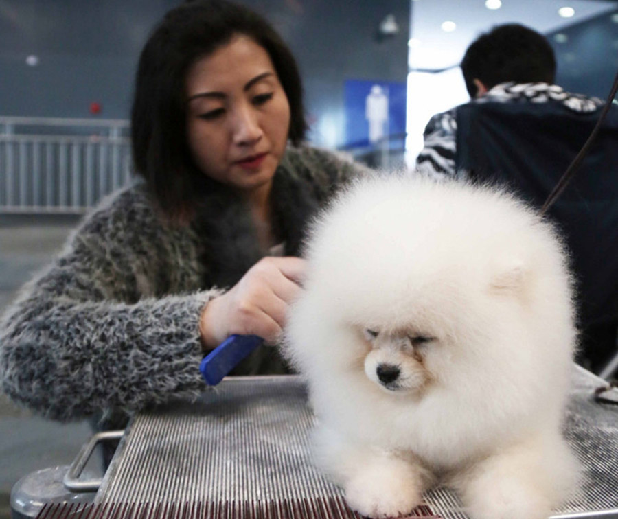 El negocio del cuidado de animales domésticos es cada vez más popular en China.