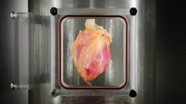 Científicos crean un corazón artificial que late