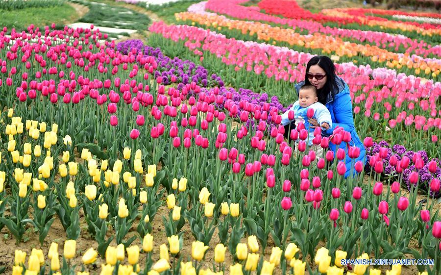 Tulipanes en plena floración en Anhui