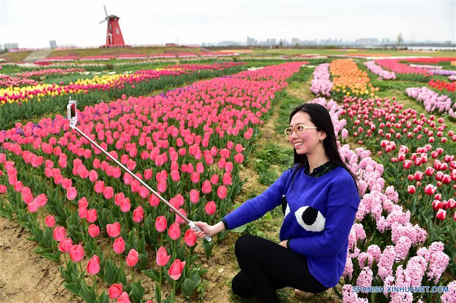 Tulipanes en plena floración en Anhui