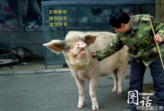 Cerdo que sobrevivió al terremoto de Sichuan será momificado después de su muerte