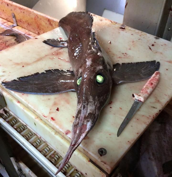 Una extraña criatura marina sorprende a los pescadores en Canadá