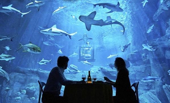 El acuario de París oferta una suite subacuática rodeada de 35 tiburones