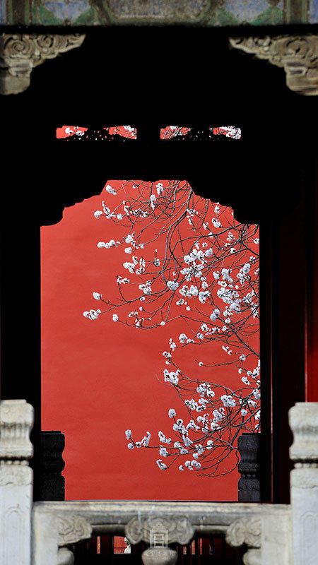 Las flores del albaricoque embellecen el Palacio Imperial 4