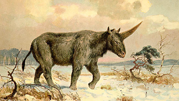 Hallan los restos de un verdadero unicornio que habría vivido entre los humanos
