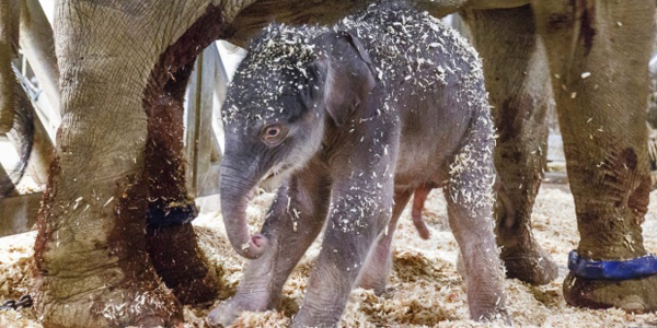 Nace el primer elefante concebido en cautividad en el zoo de Praga