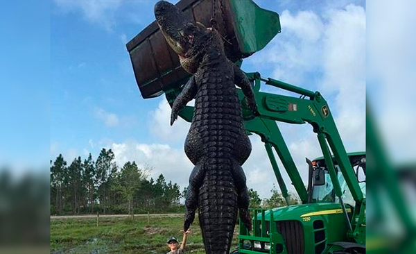 El monstruoso caimán hallado en Florida que deja atónitos a todos en Facebook